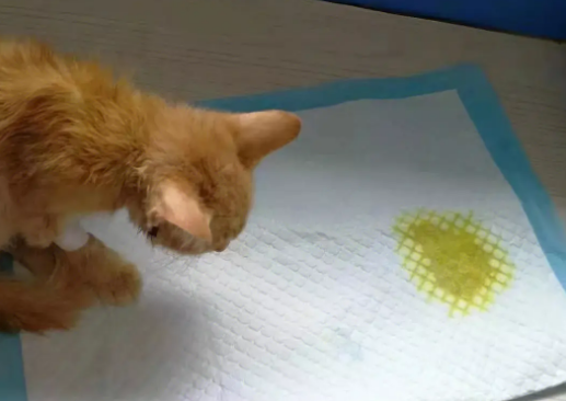 猫尿很黄是什么症状 猫尿很黄是什么症状
