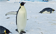企鹅产卵的季节一般是哪个季节
