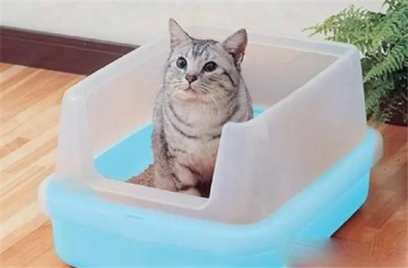 猫排不出尿如何治疗 猫排不出尿如何治疗
