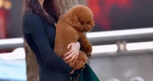 泰迪犬愿意让你一直抱着它吗？后来我才知道！