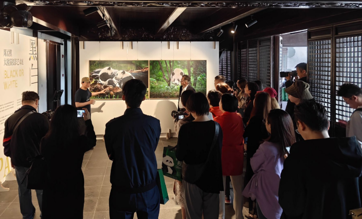 周孟棋摄影艺术展《不止黑白》：推动大熊猫文化与保护意识的全球传递