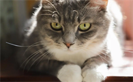 猫咪身上有蜱虫怎么办