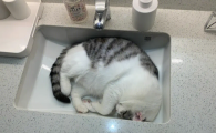 猫咪为什么喜欢睡洗手池里