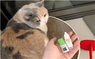 猫能用人的眼药水吗