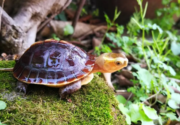 黄缘种类图片