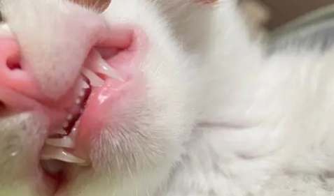 猫咪一生换几次牙