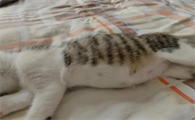 猫尿床上是因为什么原因