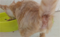 猫屁股沾了屎可以不管吗