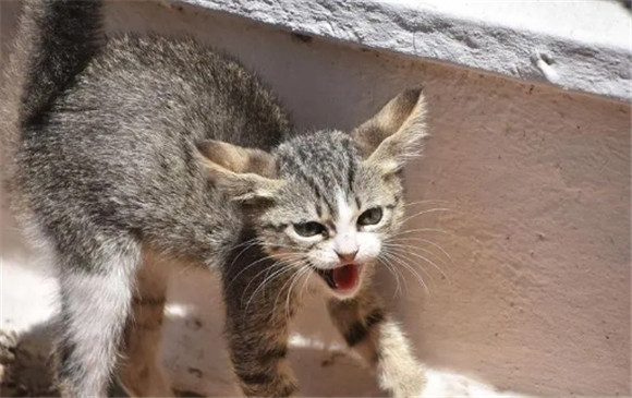 猫咪惊吓后的应激反应