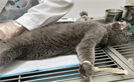 猫尿闭可以吃人的哪些药