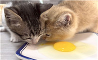 猫咪能不能吃炸鸡蛋