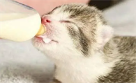 猫去到陌生的地方不吃东西