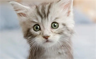 猫咪尾巴尖晃动什么意思