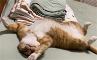 猫咪一天睡多久正常