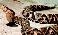 五步蛇属于什么毒
