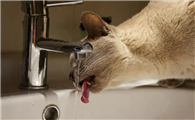 猫能喝自来水吗