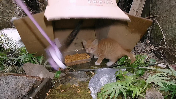 我被一只小流浪猫拆家了，它自己拆就算了，还带着我家猫一起拆