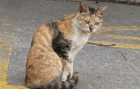 猫咪驼背是不是代表有软骨病