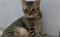 中华田园猫之狸花猫有什么特点