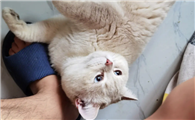 猫咪一直在我脚边蹭是什么原因