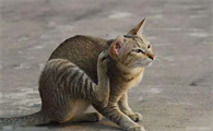 猫咪几个月瞳孔会满