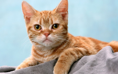 猫咪为啥晚上睡在主人床底下 猫咪为啥晚上睡在主人床底下