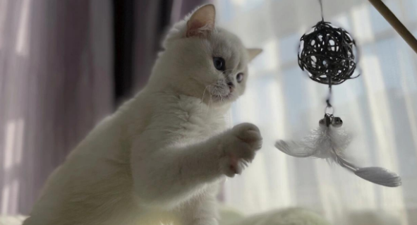 爱美食的猫妹妹是真吃吗