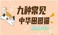 养猫必看｜盘点9种常见的中华田园猫