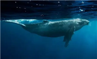 鲸身体内所需的水分主要从哪里获得