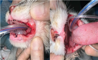 猫咪口炎一定要全口拔牙吗