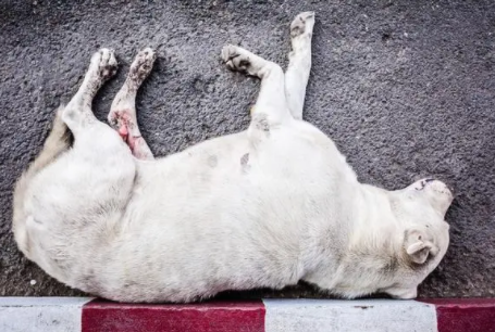 狗狗吃了必死的东西