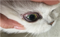 猫咪结膜炎的症状
