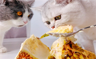 猫能吃榴莲肉吗