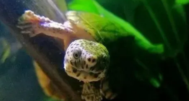 敲黑板!常见三大养龟误区揭秘来了 敲黑板!常见三大养龟误区揭秘来了