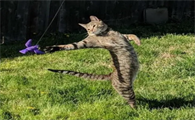 猫咪直立行走有害吗