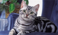 猫咪能用人的沐浴露洗发水洗澡吗