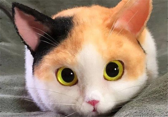 猫咪几个月算成年猫