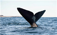 鲸的尾巴叫什么