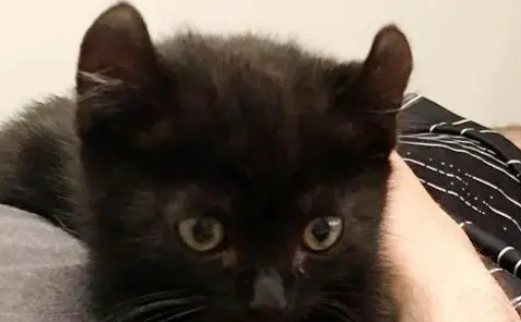 小黑猫因“奇怪”外表被家猫嫌弃,通过死缠烂打,成功获得喜欢 小黑猫因“奇怪”外表被家猫嫌弃,通过死缠烂打,成功获得喜欢