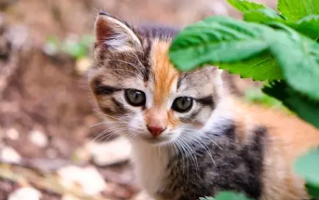 猫尿闭的快速治疗方法