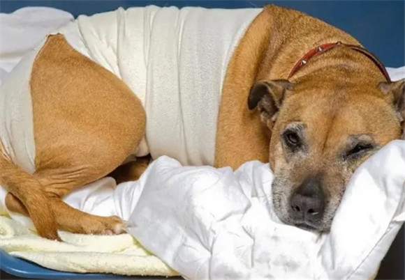 狗狗吃多了难受的表现 狗狗吃多了难受的表现