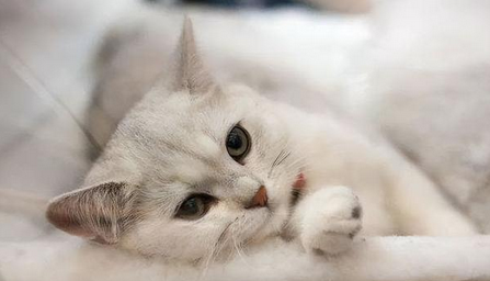 猫咪只发烧,没有其他症状 猫咪只发烧,没有其他症状