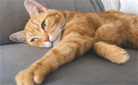 猫咪口腔溃疡初期图片