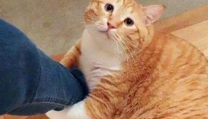 橘猫给自己找到“黄金项链”,主人凑近后,吓得头皮都发麻了 橘猫给自己找到“黄金项链”,主人凑近后,吓得头皮都发麻了