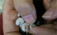 猫咪指甲边上的肉红肿