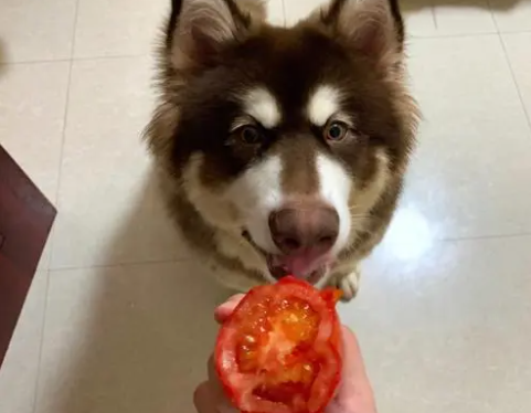 狗狗能不能吃西红柿 狗狗能不能吃西红柿