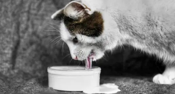 猫能不能喝牛奶