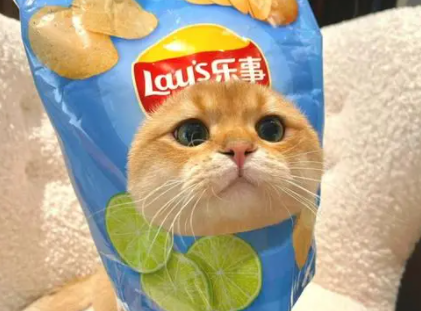 猫能吃薯片吗