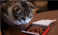 猫巧克力致死剂量