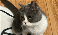 猫咪头歪向一侧还能好吗